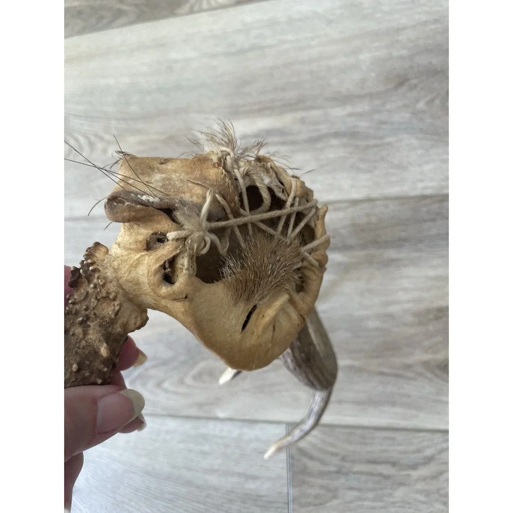 Vintage Deer Antler Scull Cap Mount  8 Point Cabin Decor Taxidermy